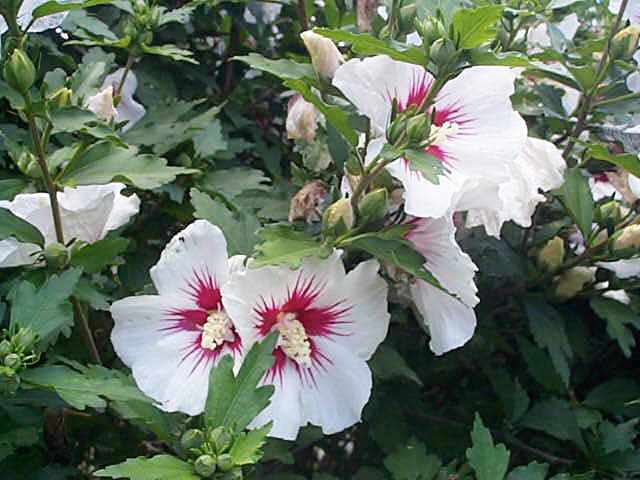 Hibiscus syriacus