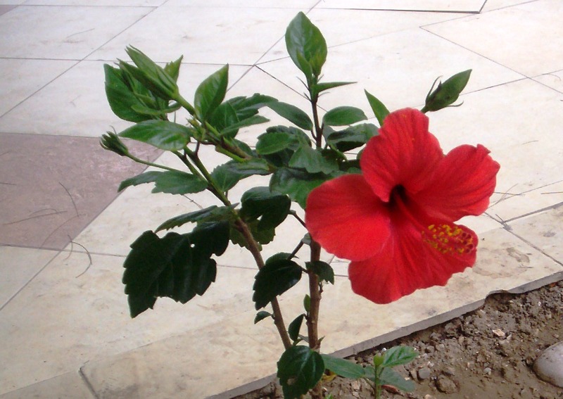 Hibiscus rosa-chinensis