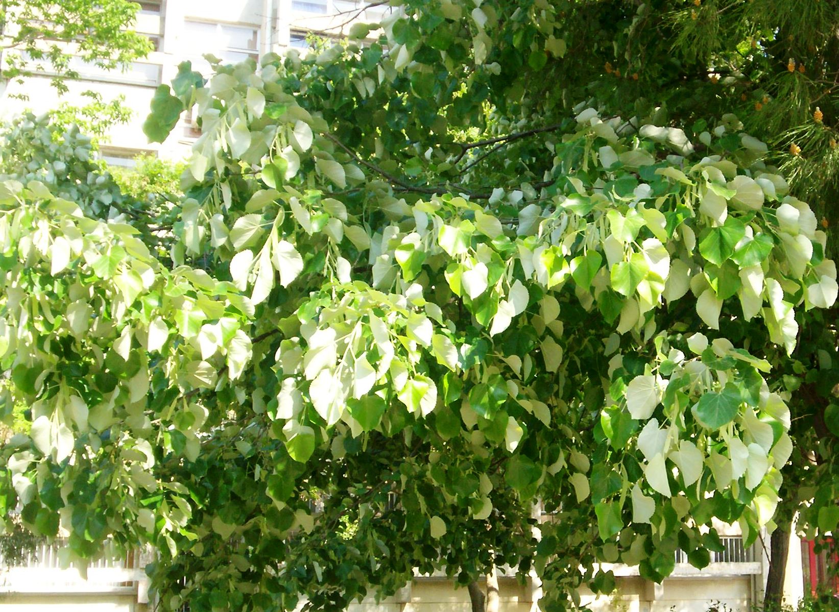 Tilia tomentosa