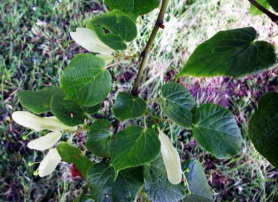 Tilia grandiflora