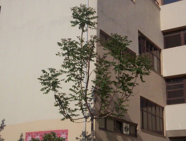 Ailanthus altissima