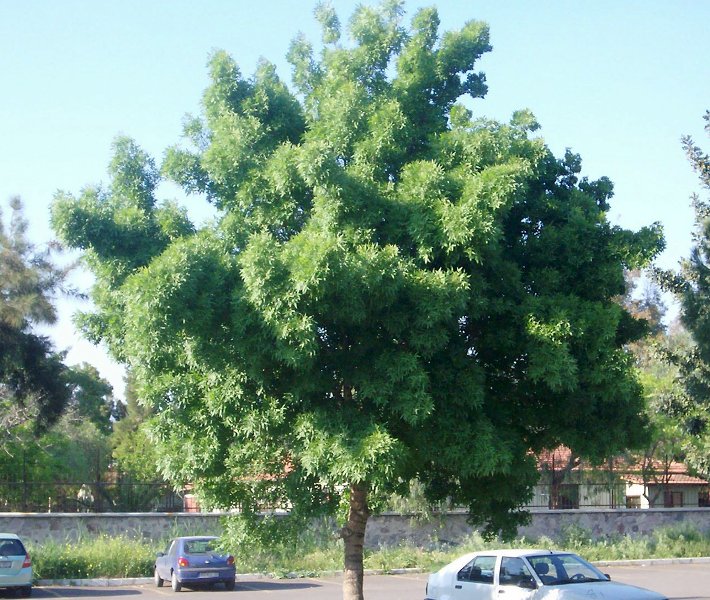 Pistacia terebinthus