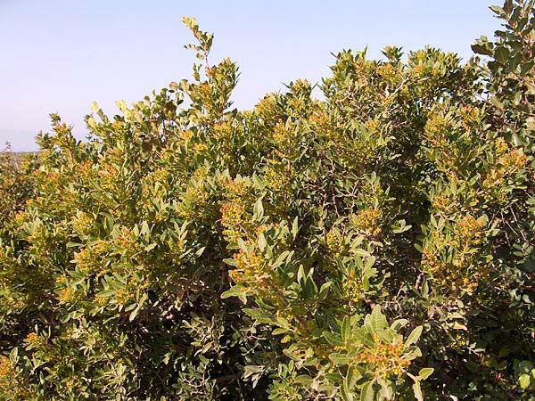 Pistacia lentiscus