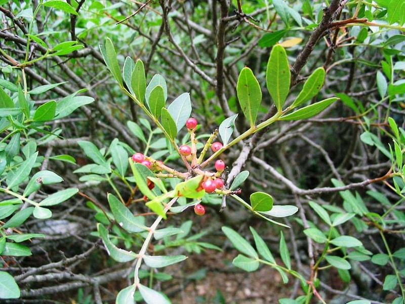 Pistacia vera