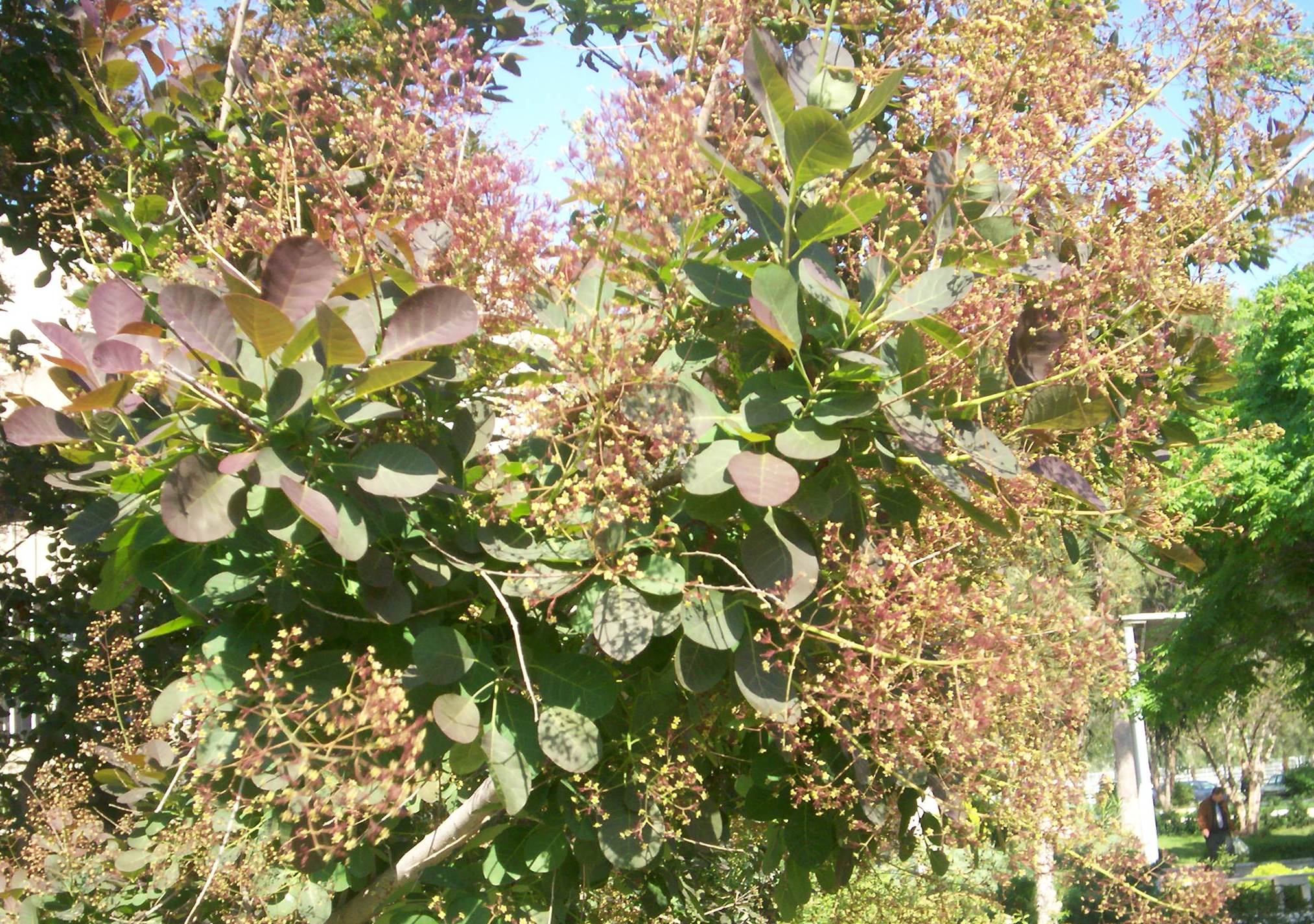 Cotinus coggygria