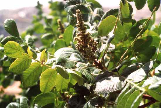 Rhus coriaria