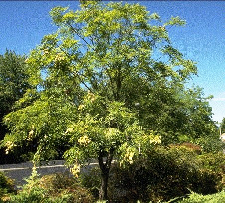 Koelreuteria paniculata