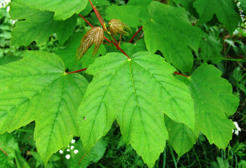 Acer pseudoplatanus