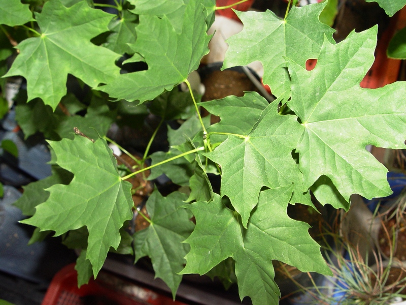 Acer platanoides