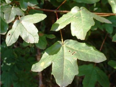 Acer monspessulanum
