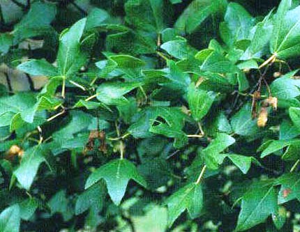 Acer sempervirens