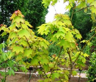 Acer cappadocicum 'cappadocicum'
