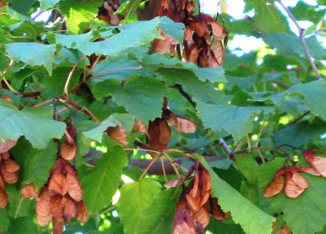 Acer tataricum