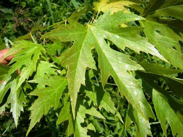 Acer saccharinum