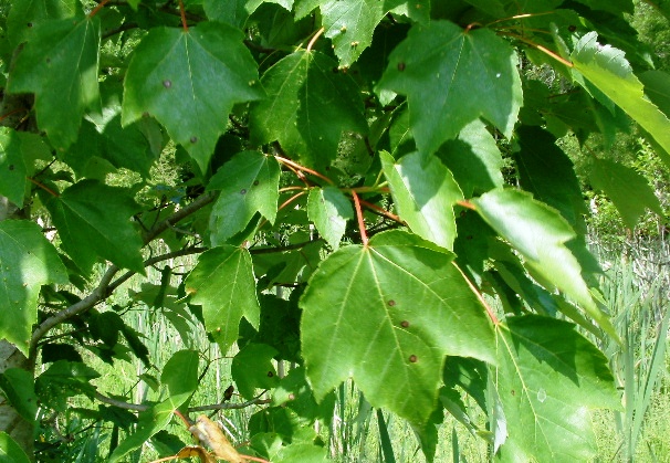 Acer rubrum