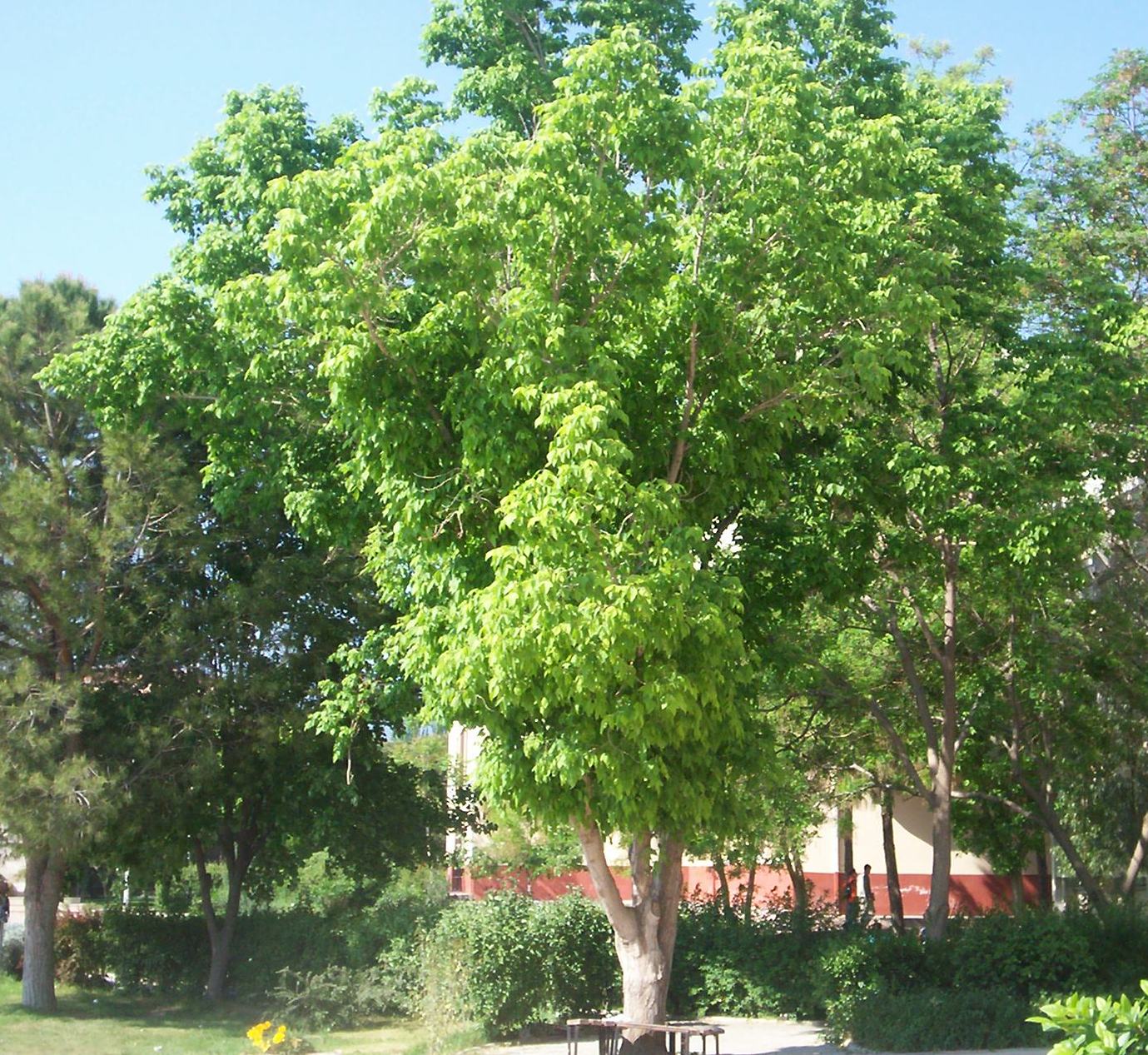Acer negundo
