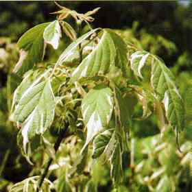 Acer negundo 'variegatum'