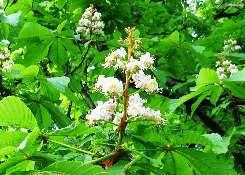 Aesculus hippocastanum