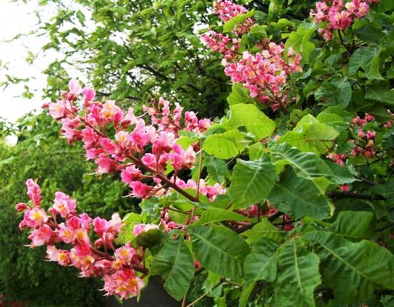 Aesculus carnea