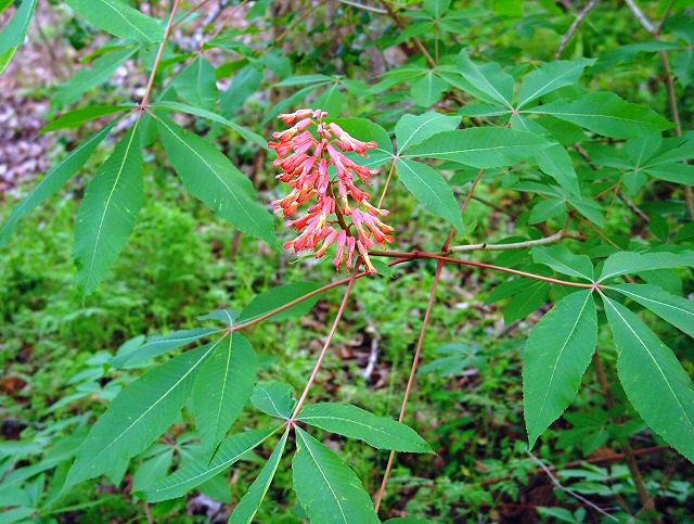 Aesculus pavia