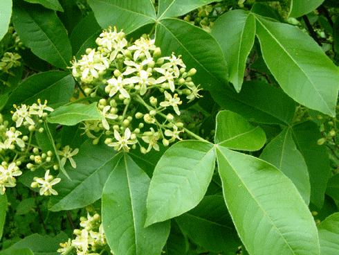 Ptelea trifoliata
