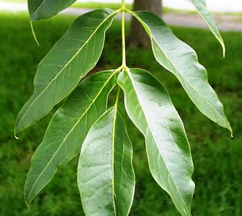 Phellodendron amurense