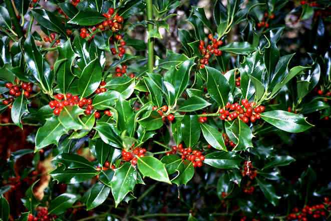 İlex aquifolium