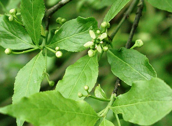 Euonymus europaeus
