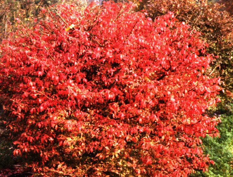 Euonymus alatus
