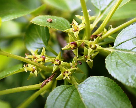 Rhamnus catharticus