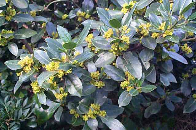 Rhamnus alaternus