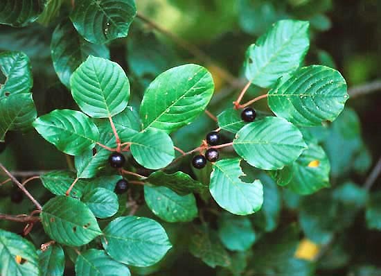 Frangula alnus