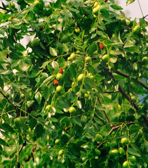 Zizyphus jujuba