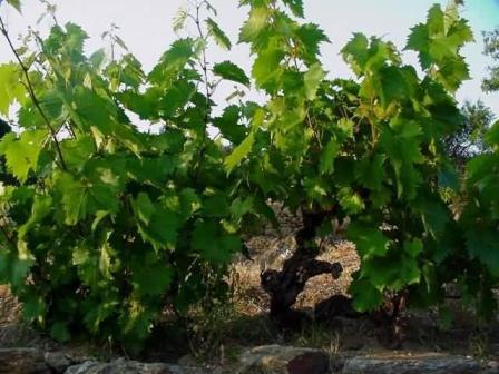 Vitis vinifera