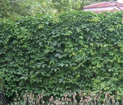 Parthenocissus quinquefolia