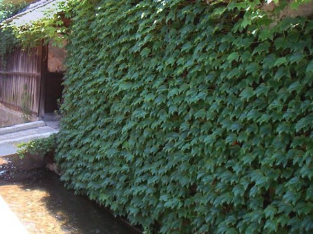 Parthenocissus tricuspidata