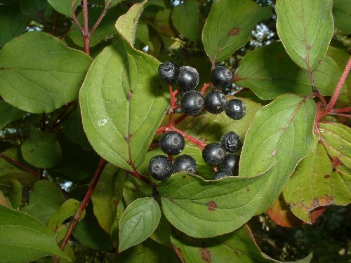 Cornus sanguinea