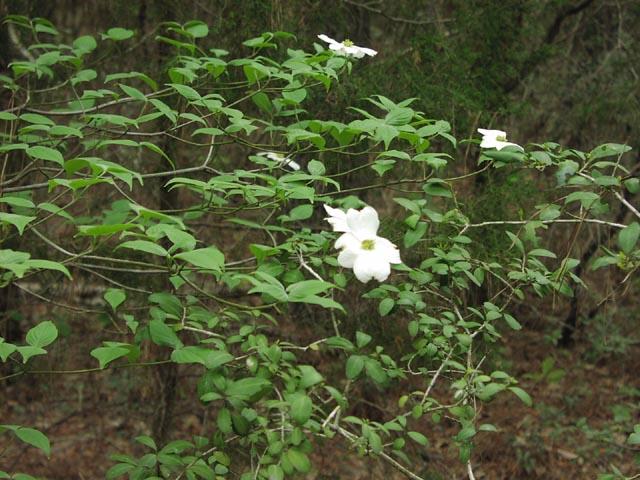 Cornus florida