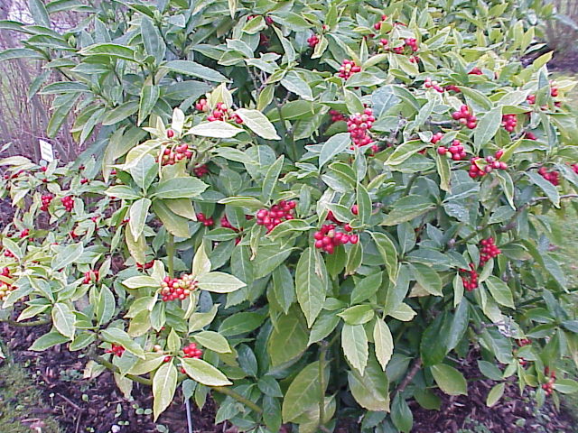 Aucuba japonica