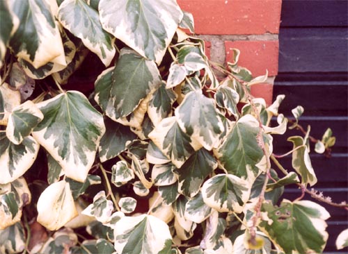 Hedera helix 'aurea-variegata'