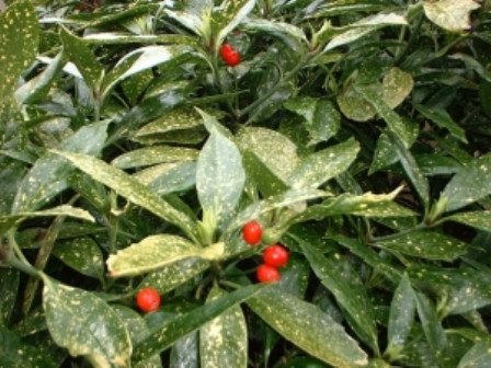 Aucuba japonica 'variegata'
