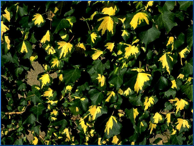 Hedera helix 'goldheart'