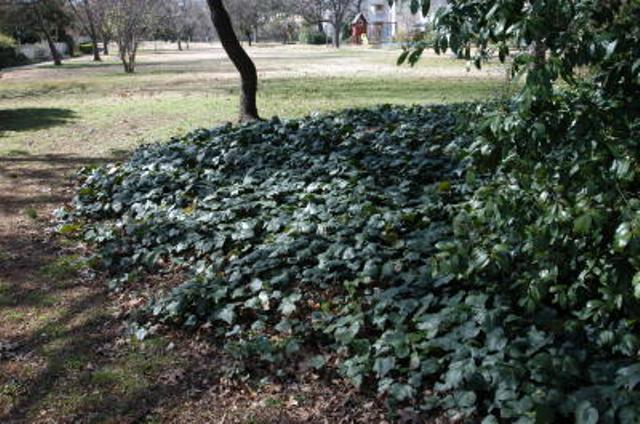 Hedera colchica