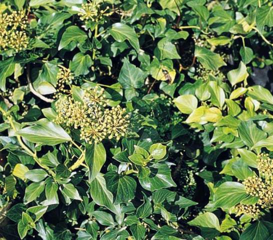Hedera colchica 'arborescens'