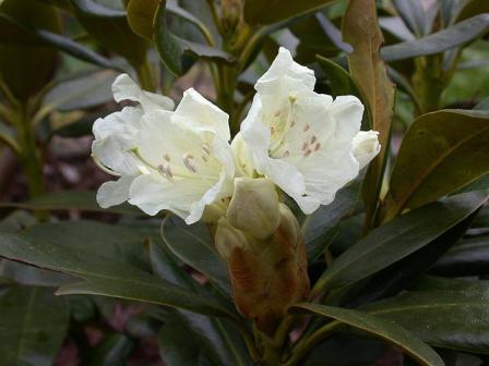 Rhododendron caucasicum