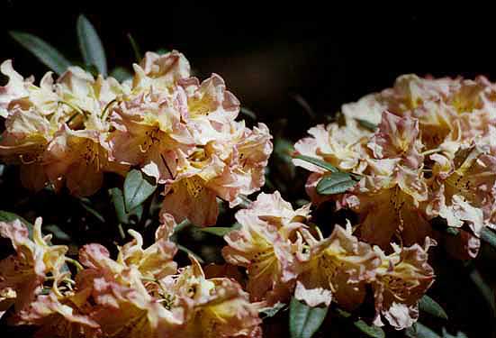 Rhododendron smirnowii