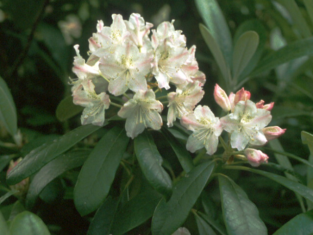 Rhododendron ungernii