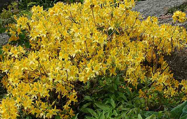 Rhododendron luteum