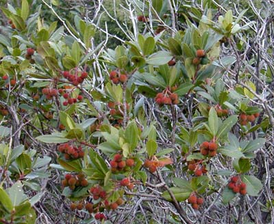 Arbutus unedo