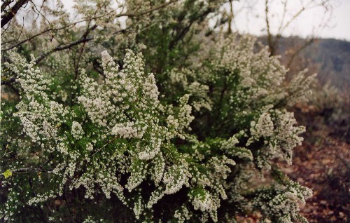Erica arborea